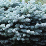 Dwarf Globe Blue Spruce