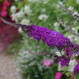 Buzz&trade; Purple Butterfly Bush