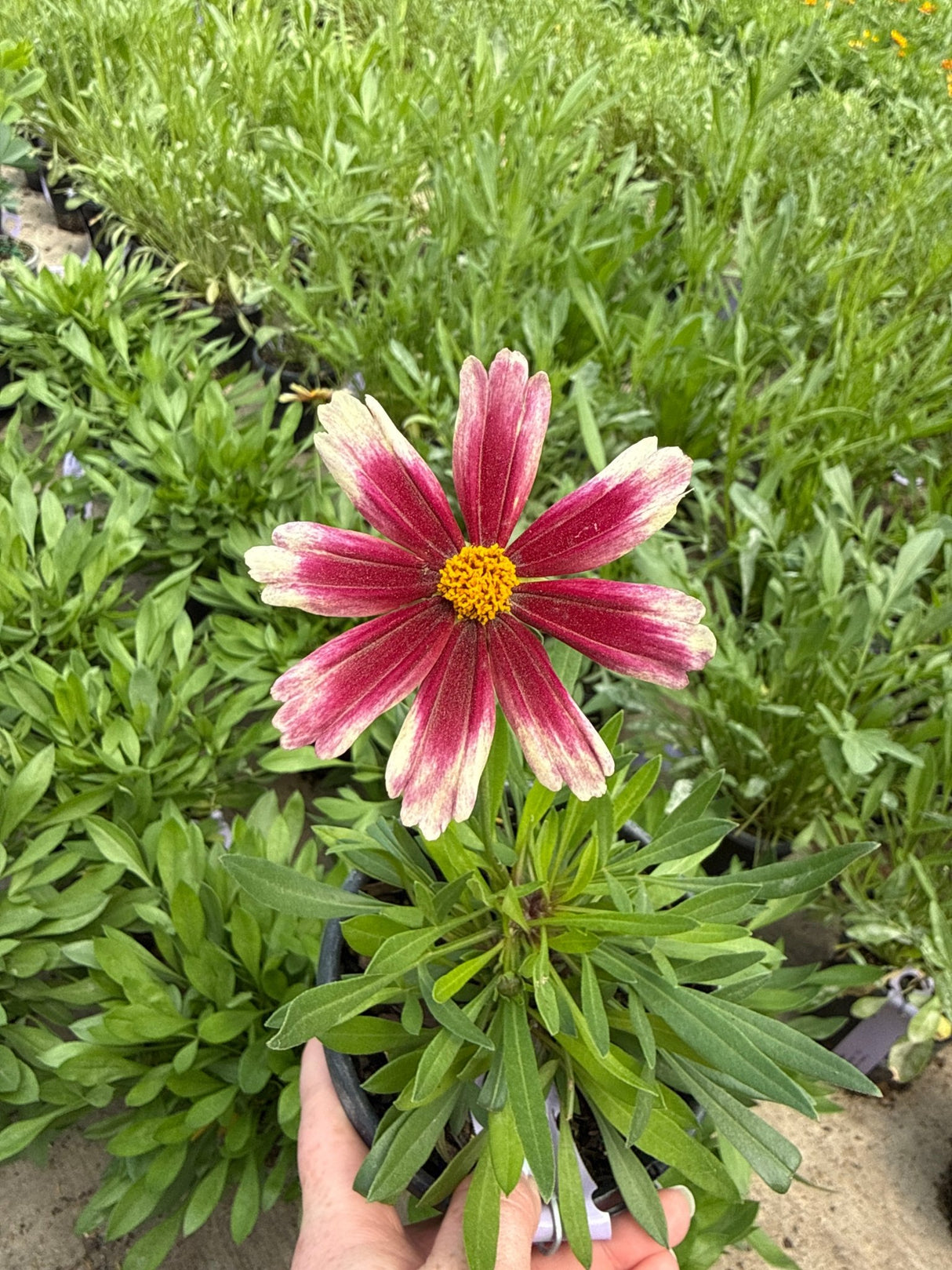 Li'l Bang™ Candy Stripes Coreopsis