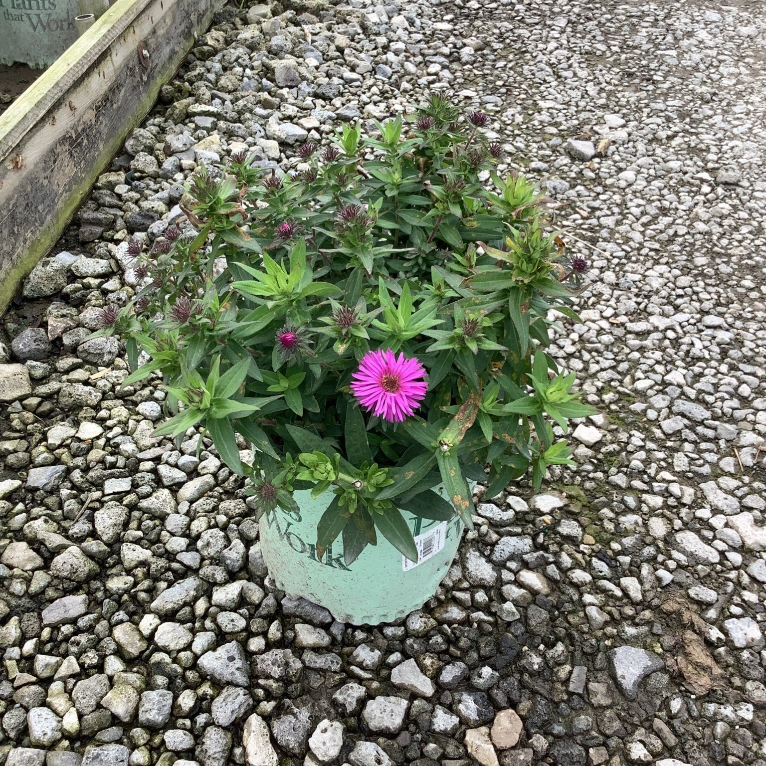 Pink Crush New England Aster