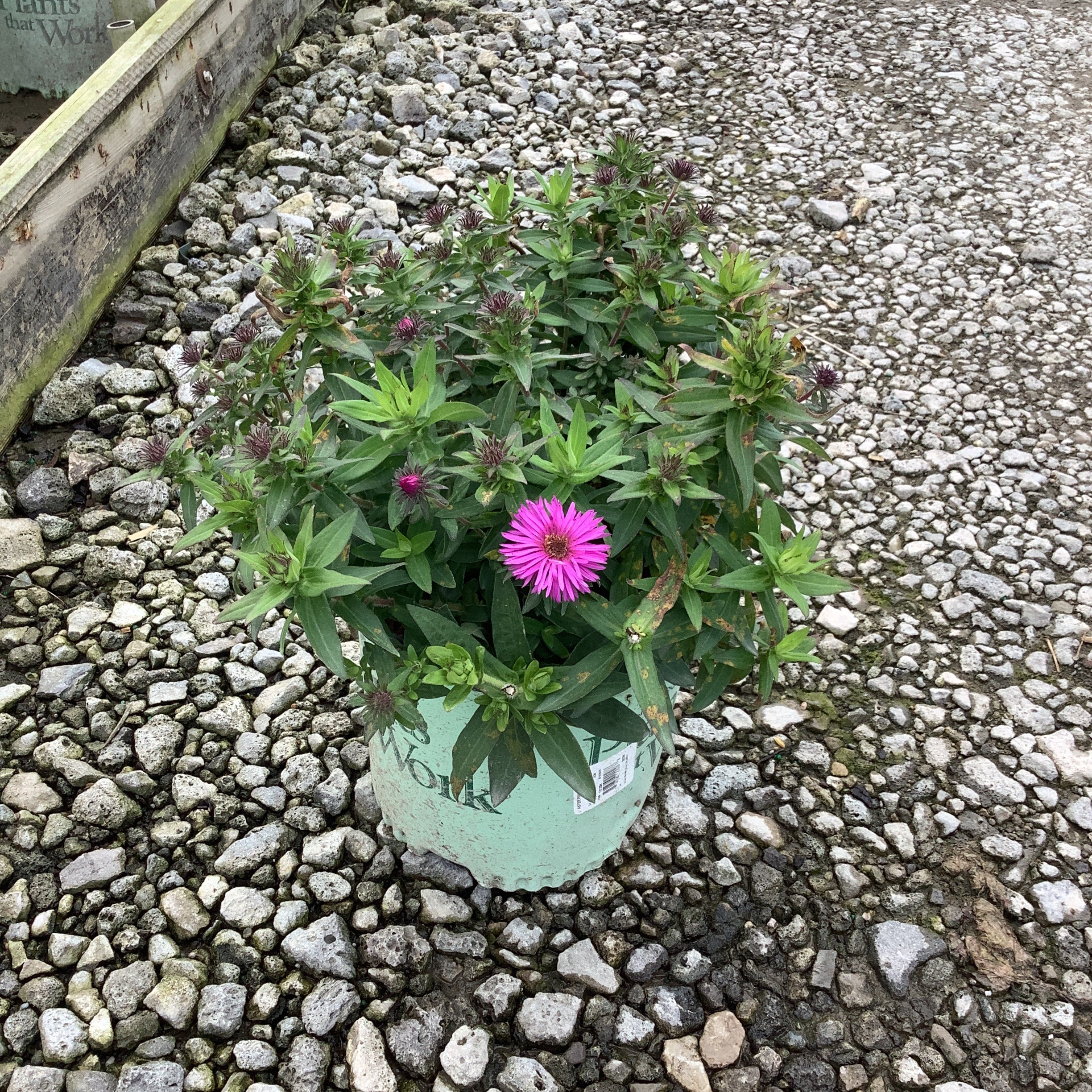 Pink Crush New England Aster