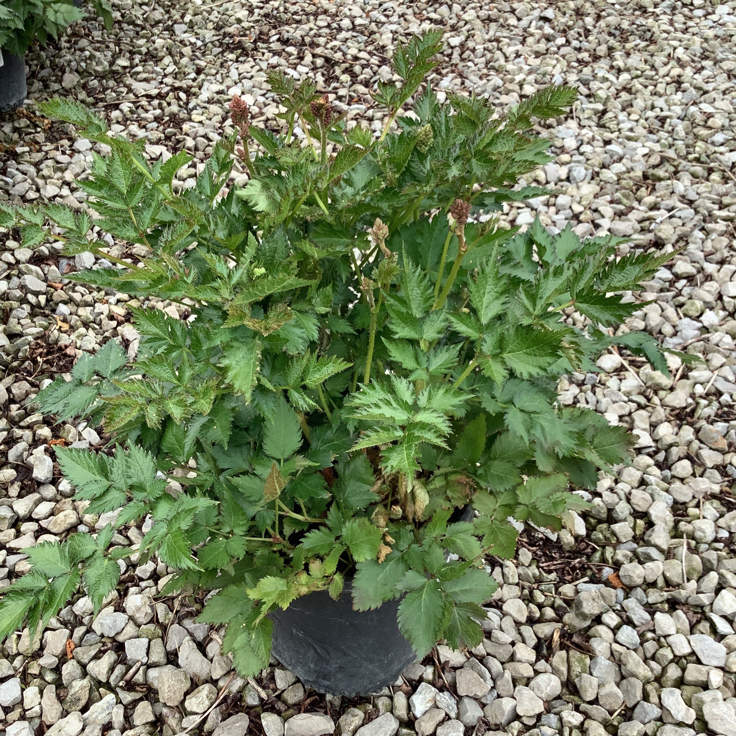 Vision In Purple Astilbe