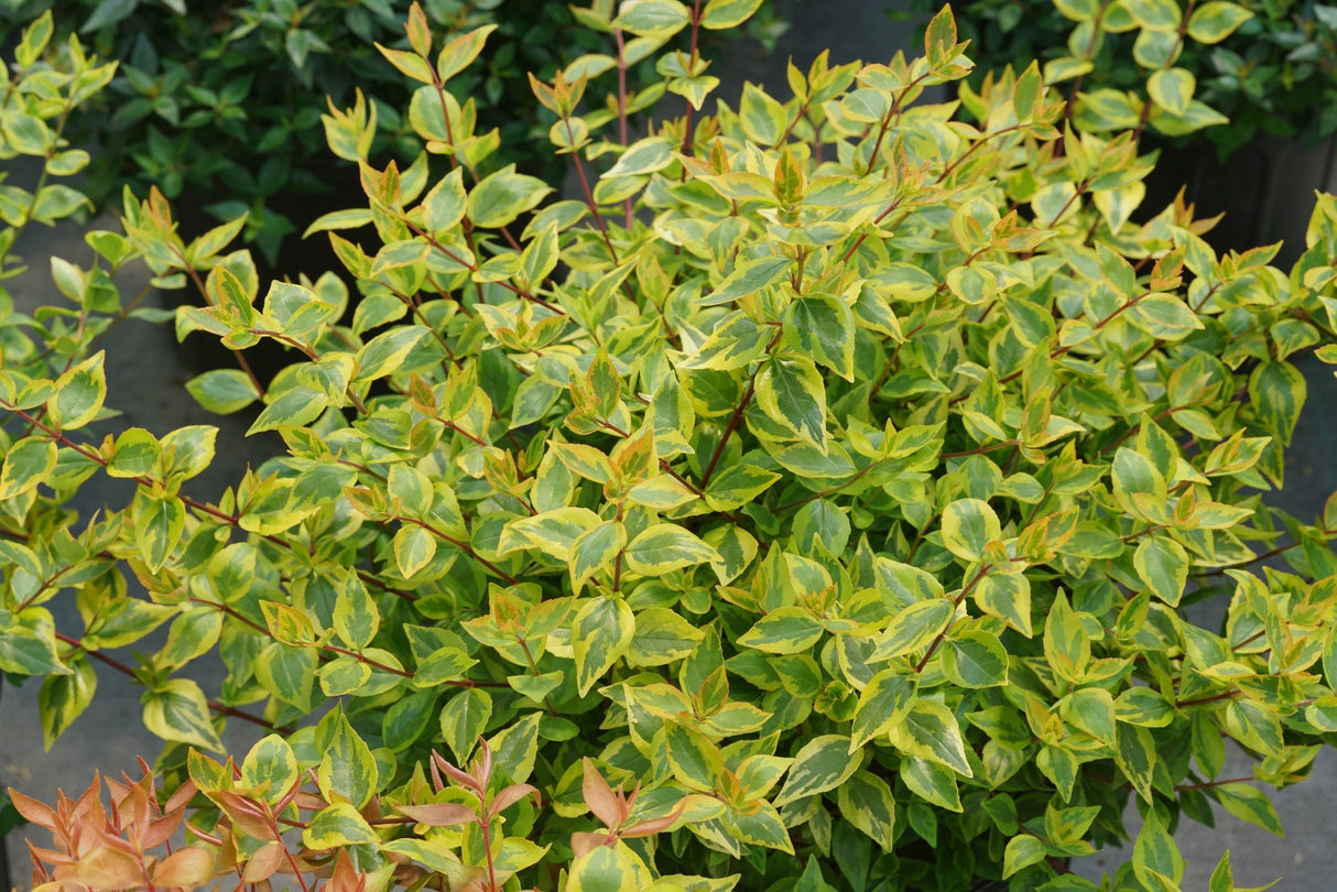 Brilliantina® Abelia