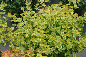 Brilliantina® Abelia