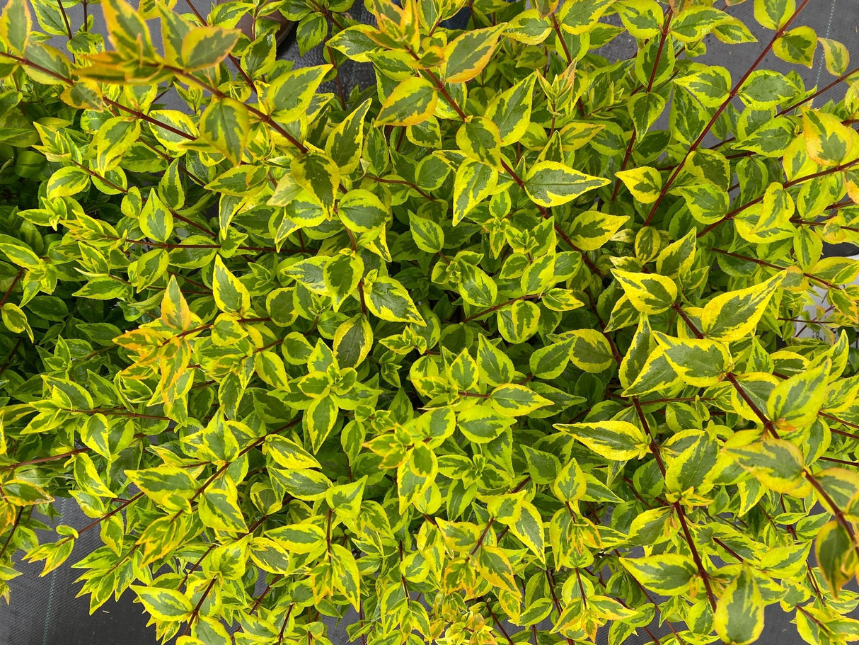 Brilliantina® Abelia