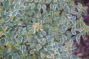 Mucho Gusto® Abelia (Abelia x grandiflora 'Muabd'), a shrub featuring arching, dense form.