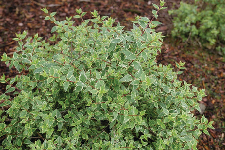 Mucho Gusto® Abelia (Abelia x grandiflora 'Muabd') foliage and growth habit in the landscape.