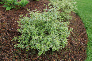Mucho Gusto® Abelia (Abelia x grandiflora 'Muabd') growing in a garden landscape, showing mature shrub form.