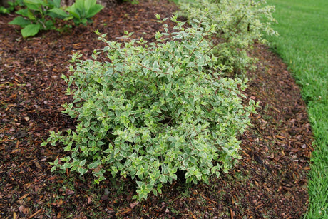 Mucho Gusto® Abelia (Abelia x grandiflora 'Muabd') growing in a garden landscape, showing mature shrub form.