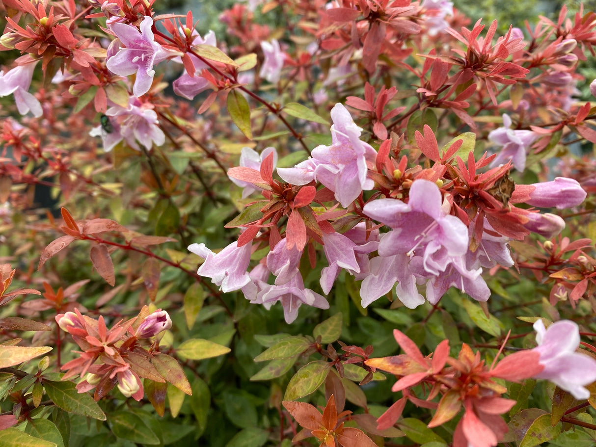 Poco Loco® Abelia (Abelia x grandiflora 'SMNAGBT'), a shrub featuring arching, dense form.