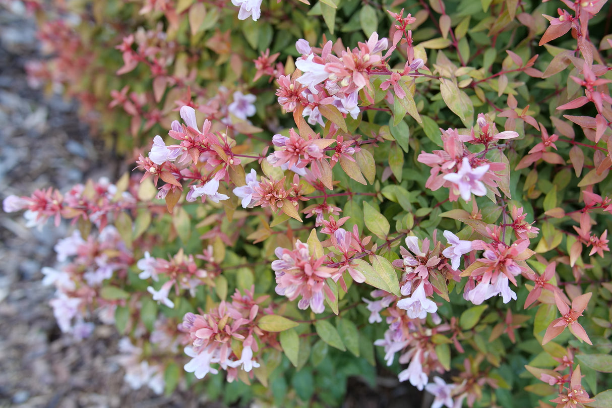 Poco Loco® Abelia (Abelia x grandiflora 'SMNAGBT') foliage and growth habit in the landscape.