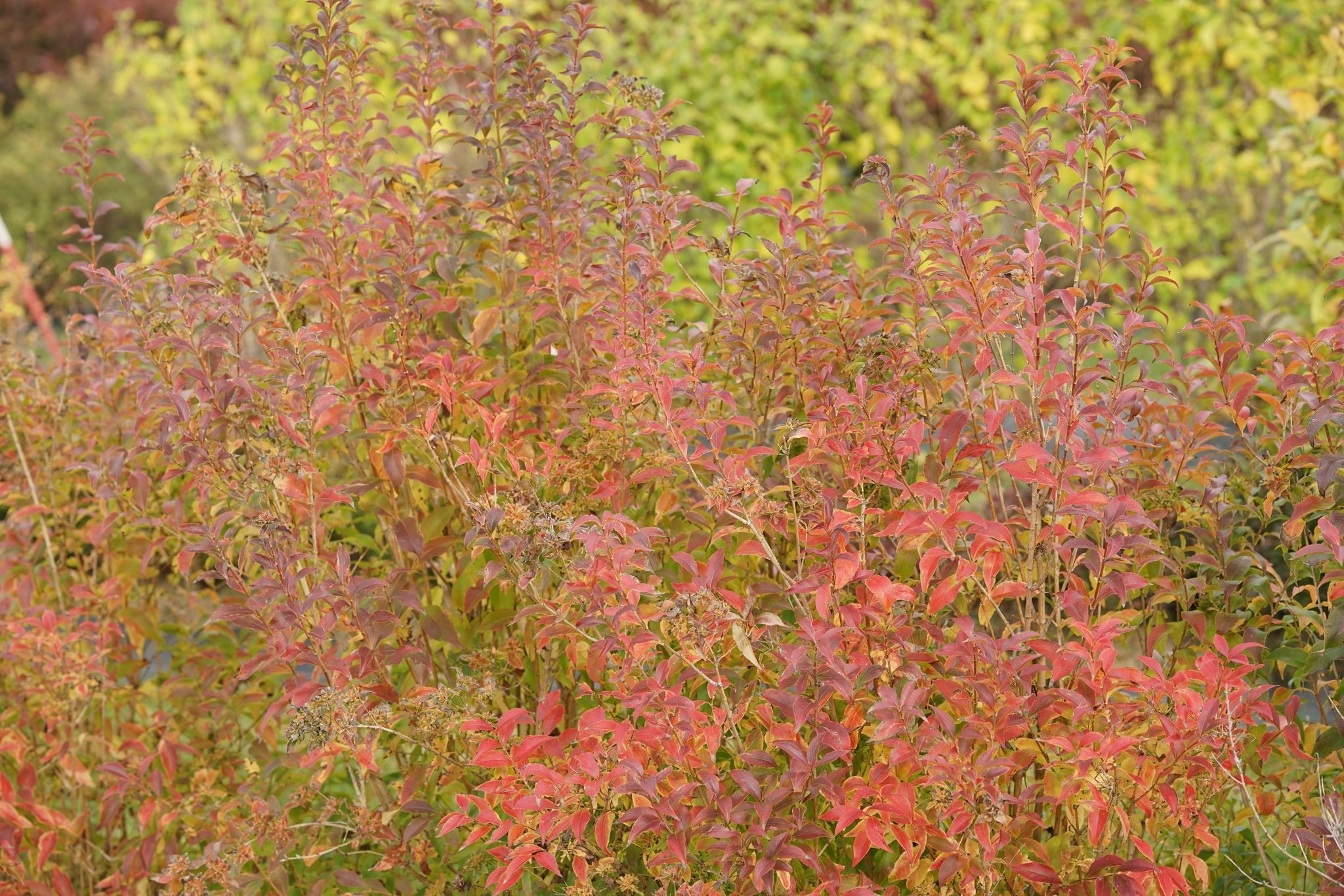 Sweet Emotion Blaze® Abelia | Fragrant Blooms & Fall Color