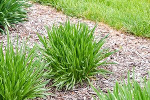 All the Buzz Allium perennial detail, image 8 of 8.