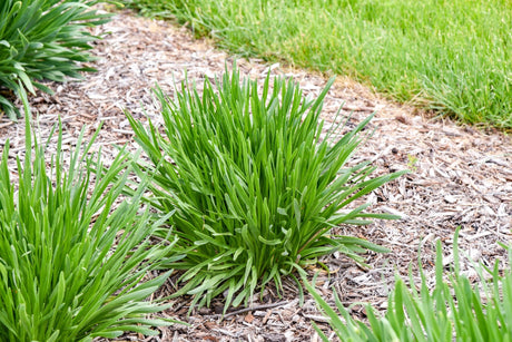 All the Buzz Allium perennial detail, image 8 of 8.