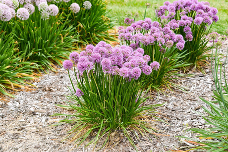 Detail view of All the Buzz Allium showing plant structure and foliage.
