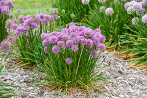 All the Buzz Allium foliage and growth habit in the landscape.