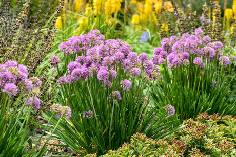 All the Buzz Allium growing in a garden landscape, showing mature perennial form.