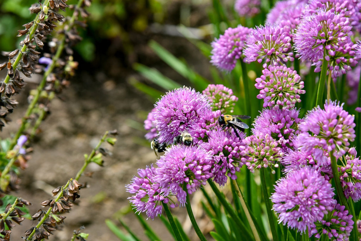 All the Buzz Allium perennial detail, image 6 of 8.