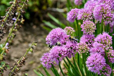 All the Buzz Allium perennial detail, image 6 of 8.