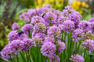 All the Buzz Allium perennial detail, image 7 of 8.