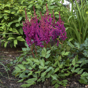 Vision in Red Astilbe blooming with deep magenta-purple plumes above lush green foliage in a shade garden border.