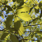 Swamp Chestnut Oak Leaves