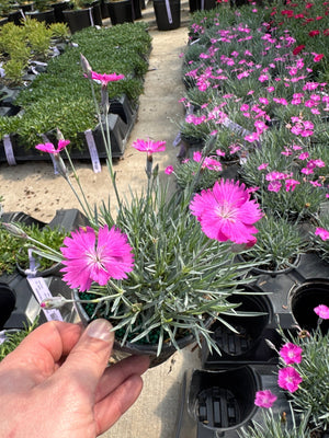 Firewitch Dianthus