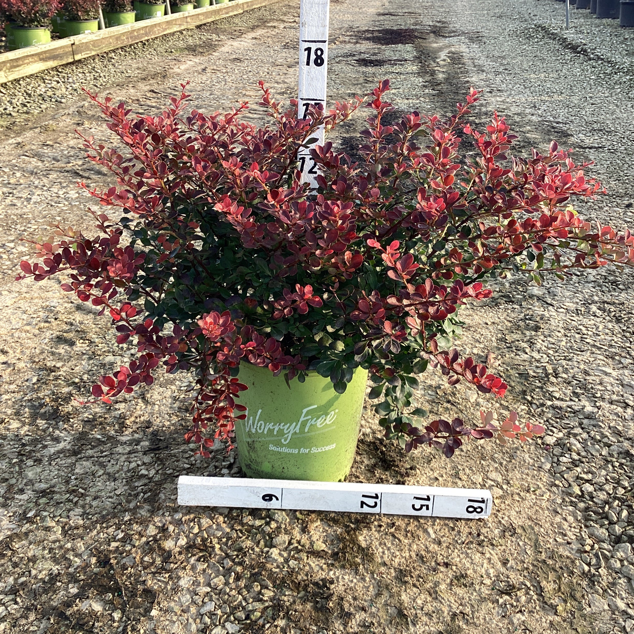 WorryFree® Crimson Cutie® Barberry