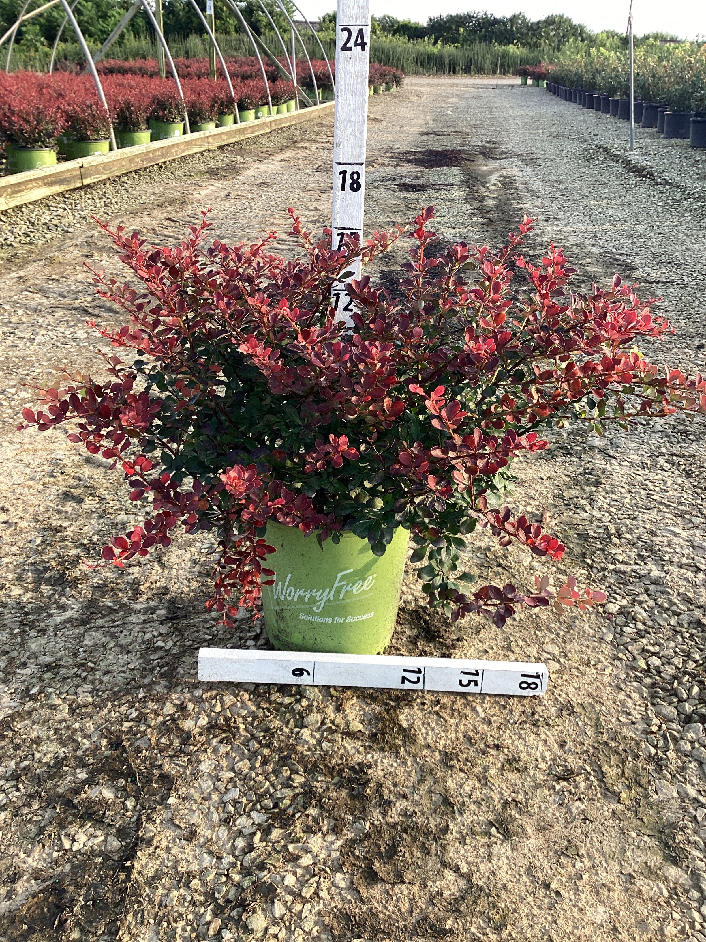 WorryFree® Crimson Cutie® Barberry