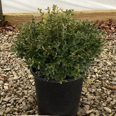 Franklin's Gem Boxwood