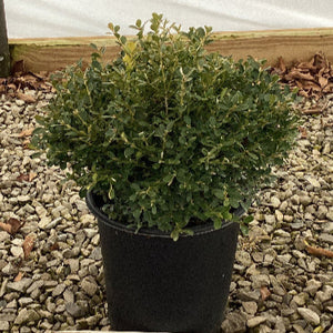 Franklin's Gem Boxwood