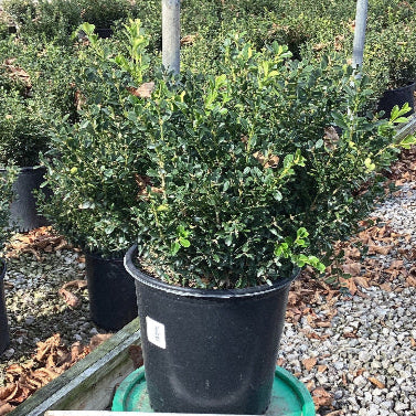 Potted plant with a measuring stick on a green bucket, surrounded by other plants and gravel.