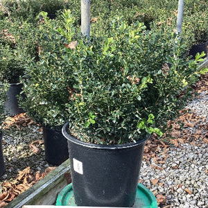 Potted plant with a measuring stick on a green bucket, surrounded by other plants and gravel.