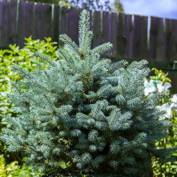 Baby Blue® Spruce