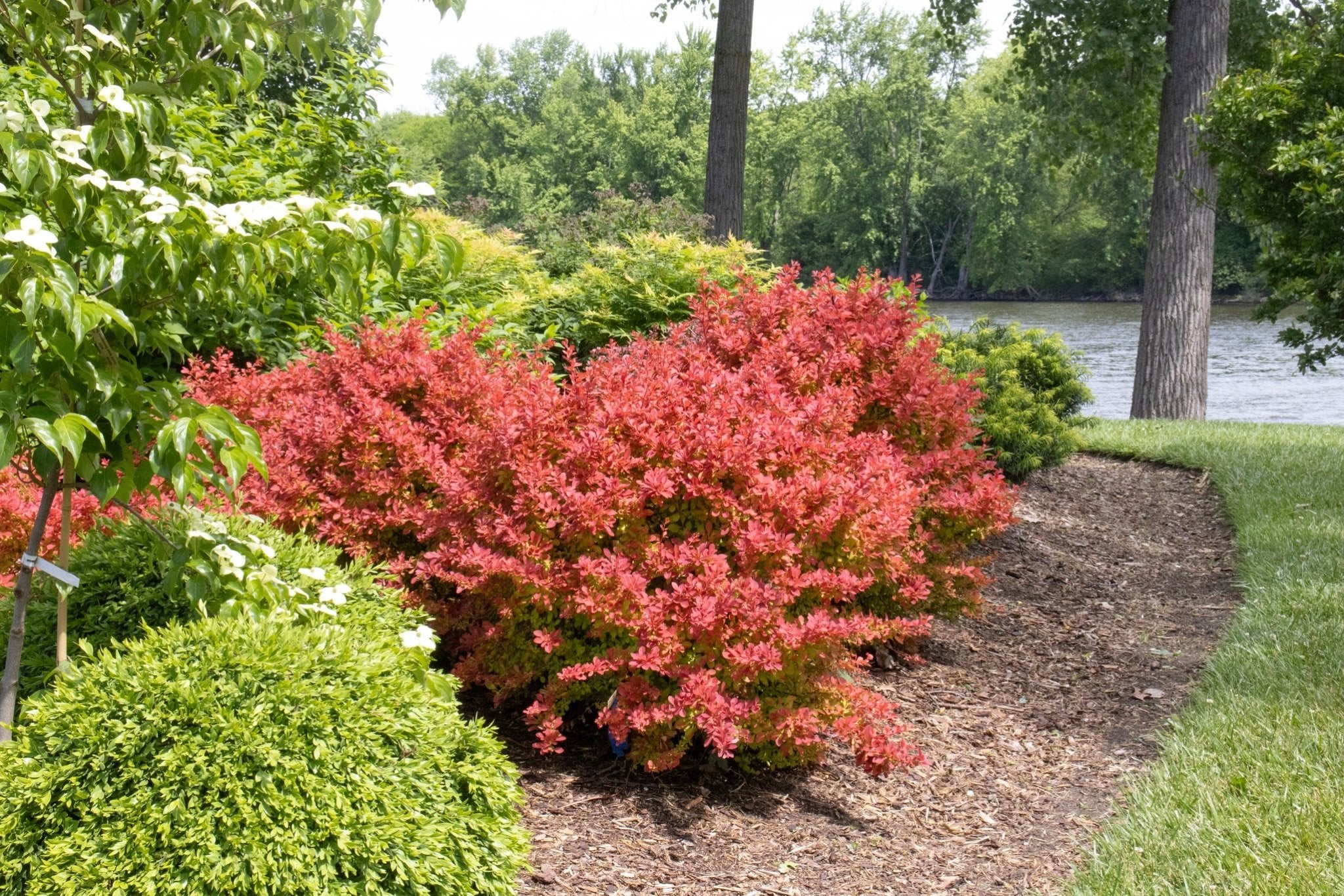 Sunjoy Fast Neo Barberry | Rapid Color | Nature Hills