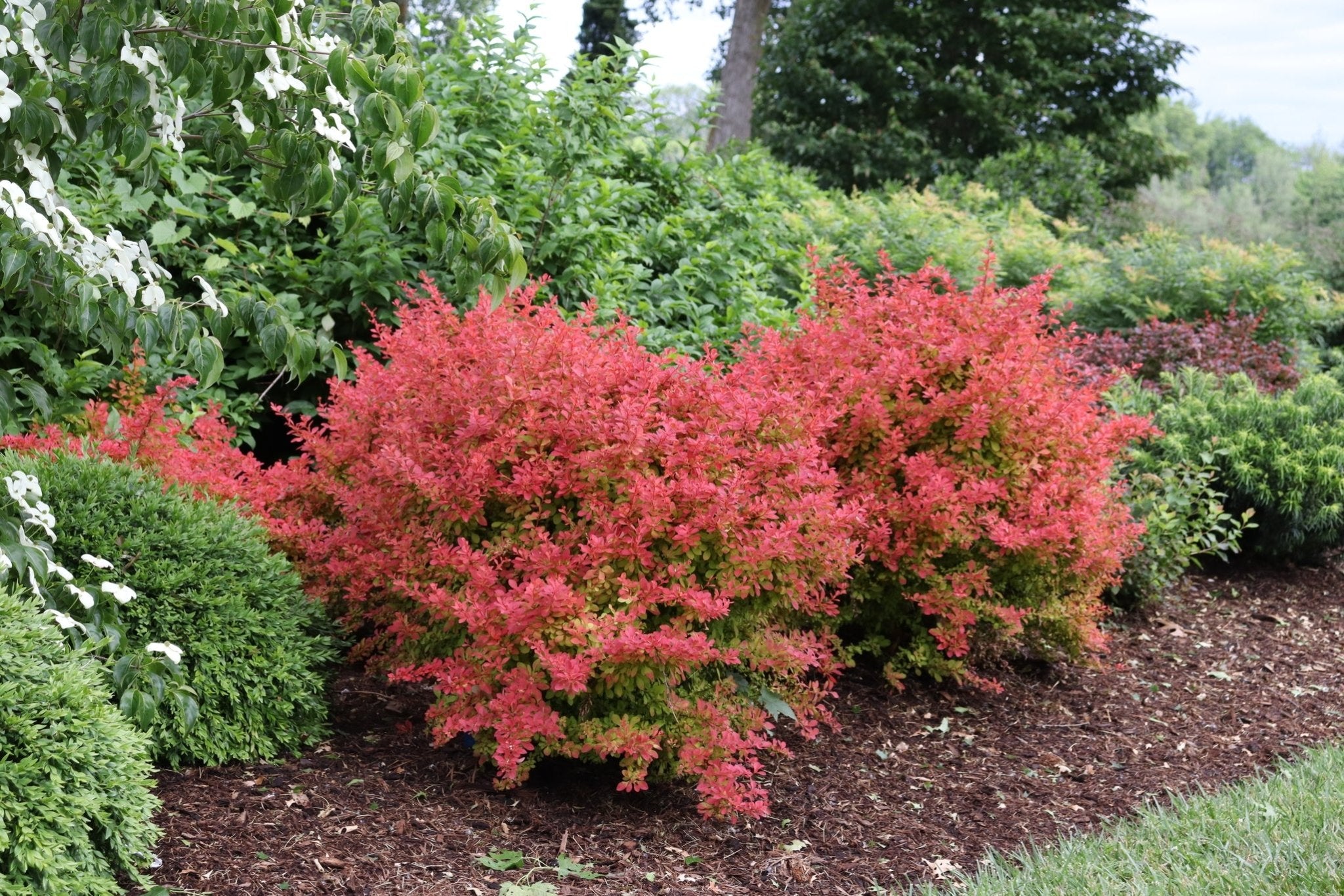 Sunjoy Fast Neo Barberry | Rapid Color | Nature Hills