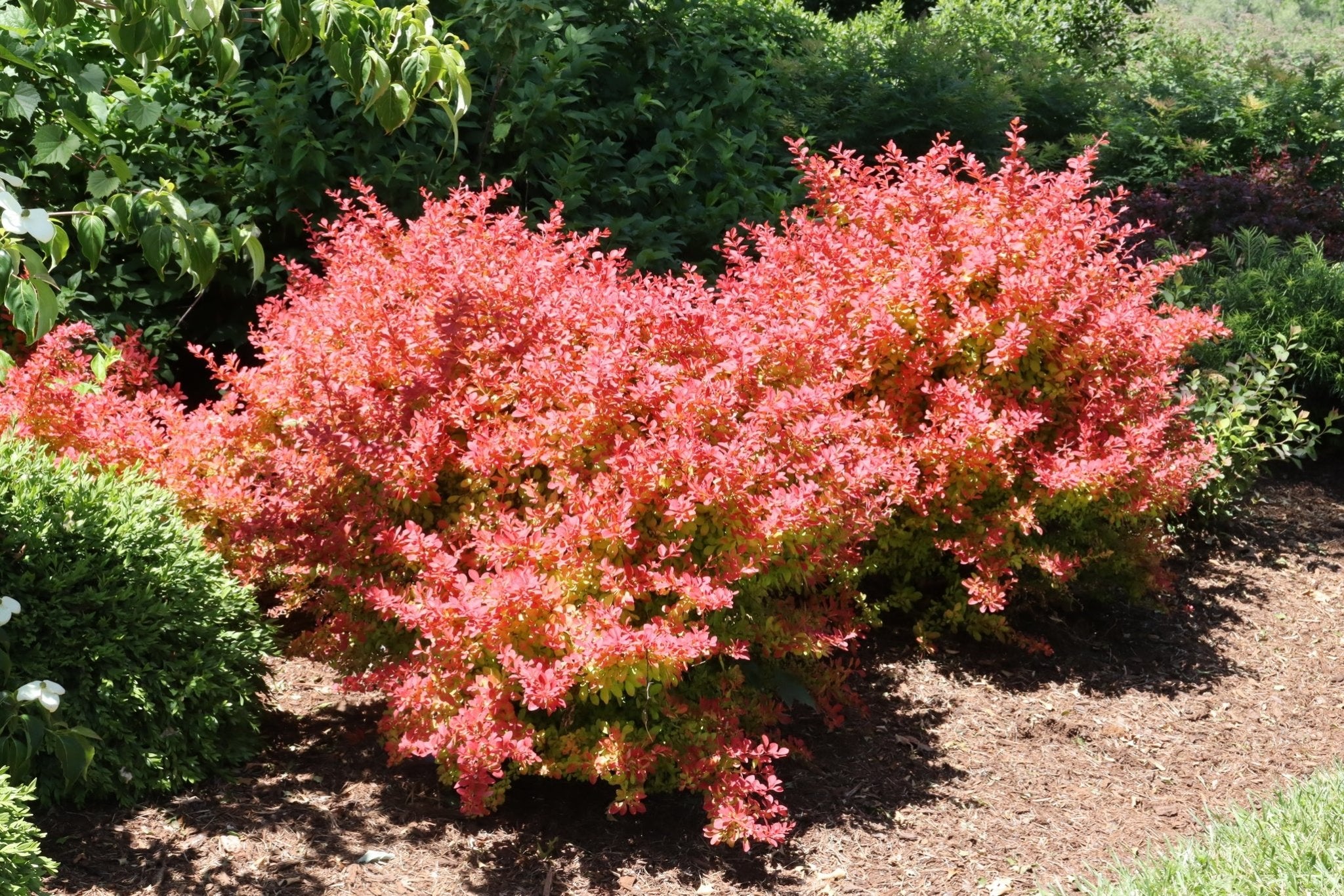 Sunjoy Fast Neo Barberry | Rapid Color | Nature Hills