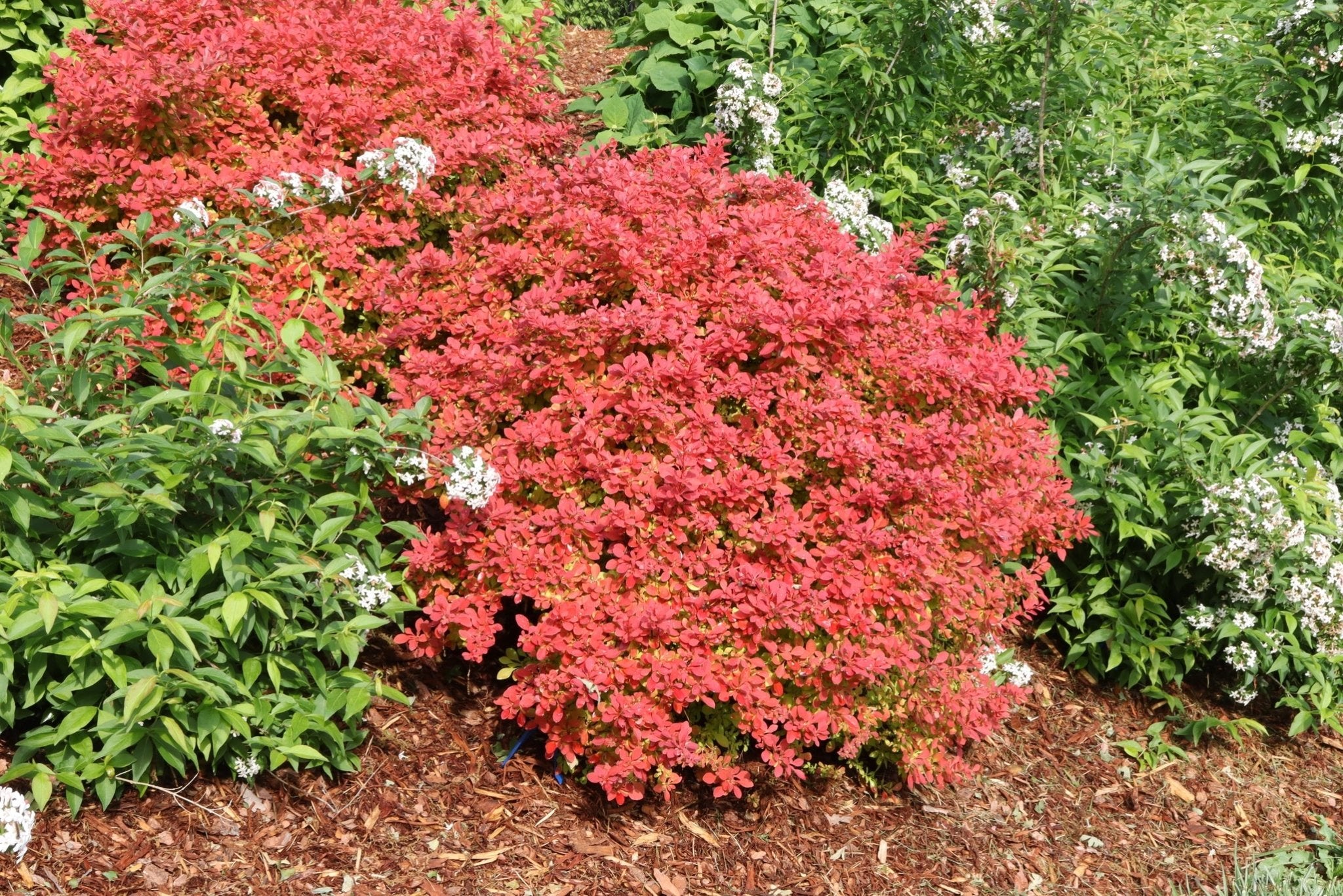 Sunjoy Fast Neo Barberry | Rapid Color | Nature Hills