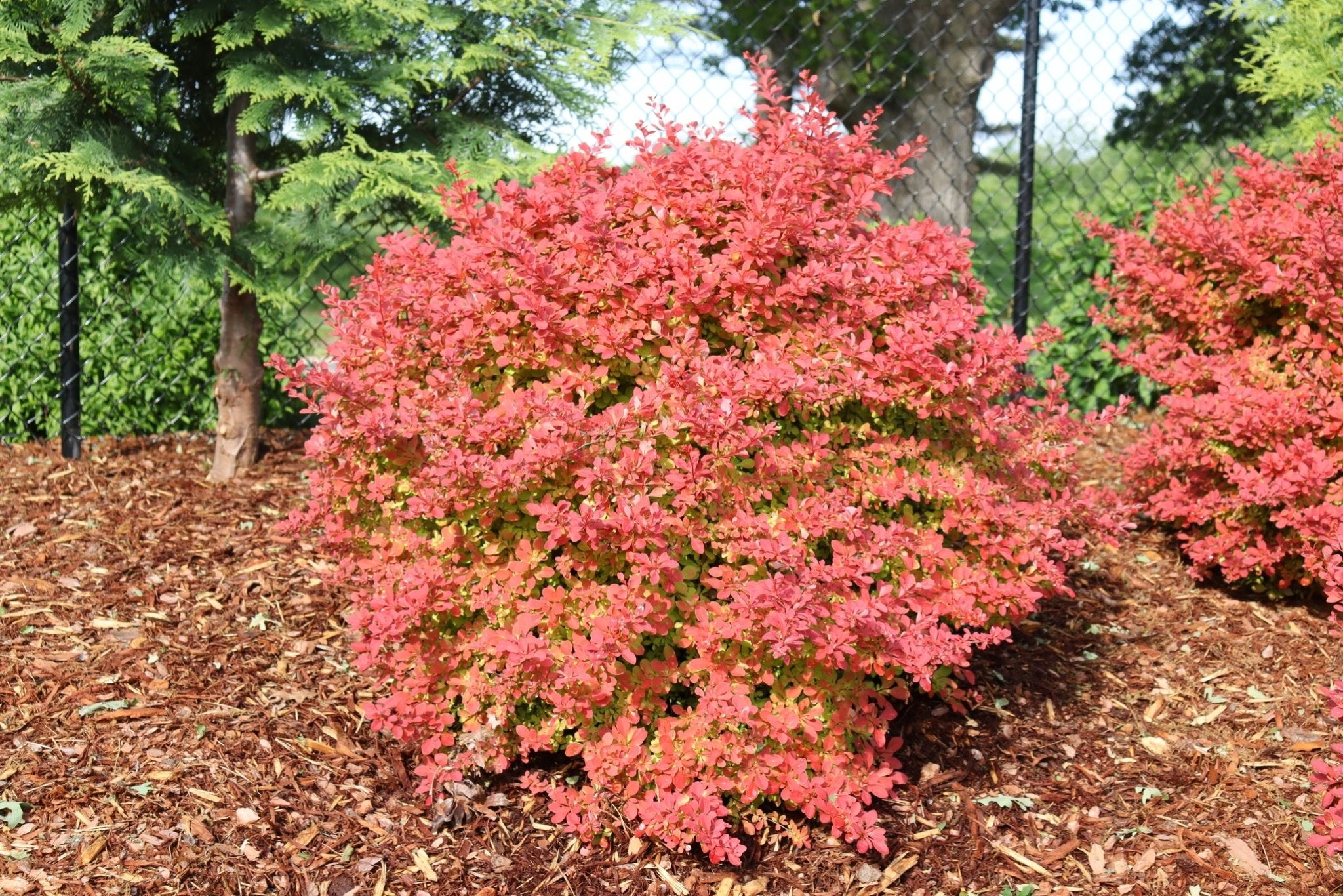 Sunjoy Fast Neo Barberry | Rapid Color | Nature Hills