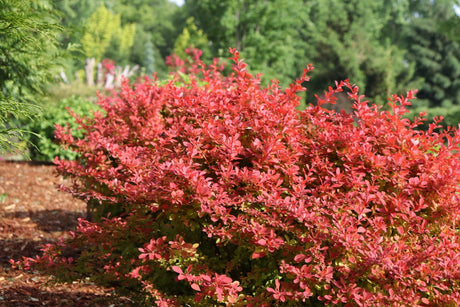 Red barberry bush in a garden setting with green trees in the background