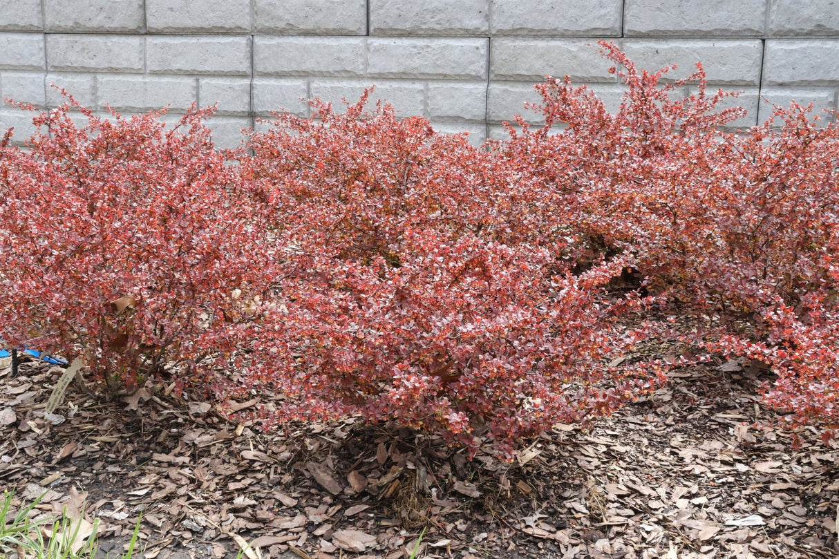 Sunjoy Really Red® Barberry