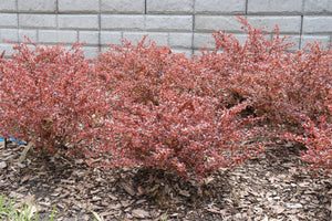 Sunjoy Really Red® Barberry