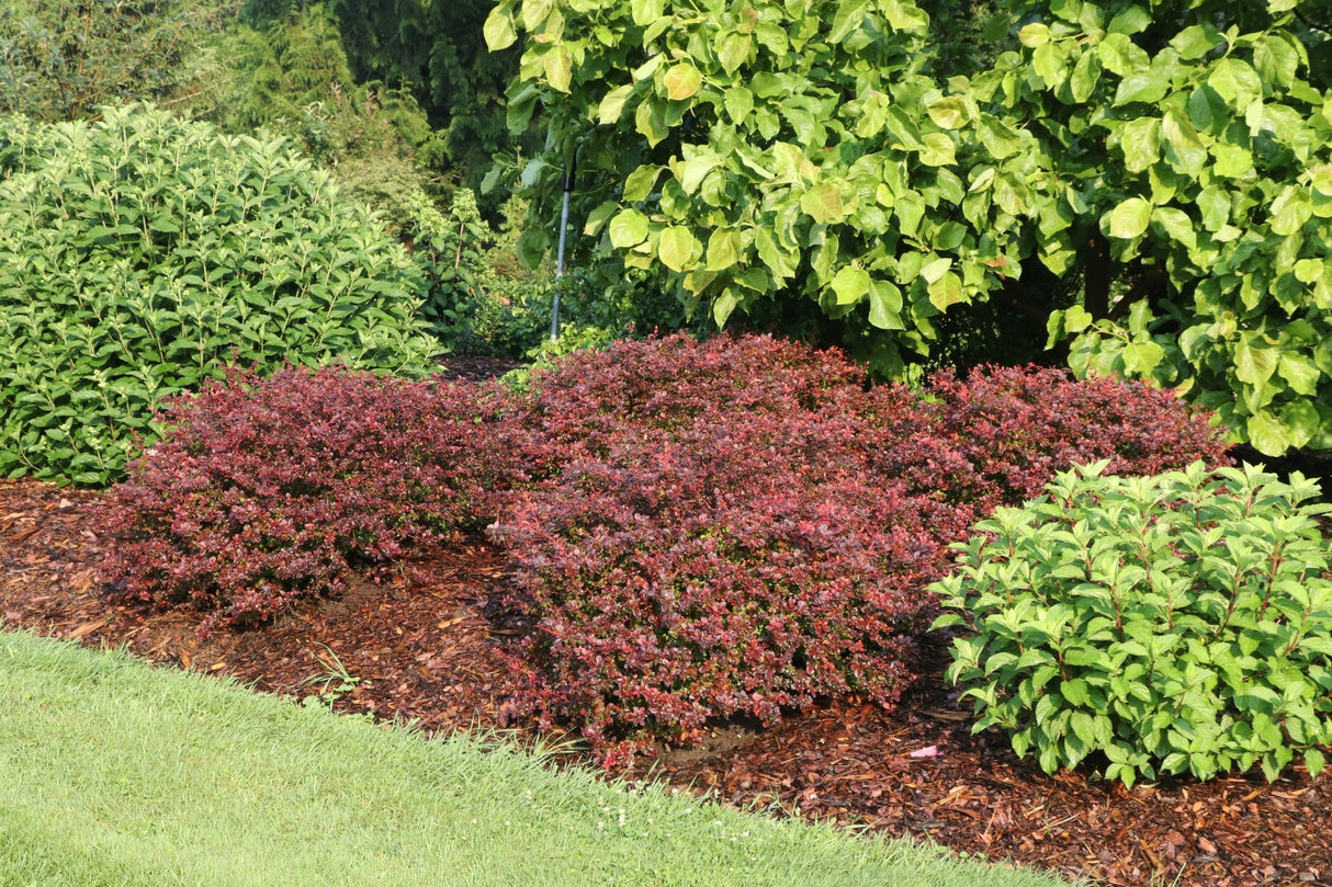 Sunjoy Really Red® Barberry