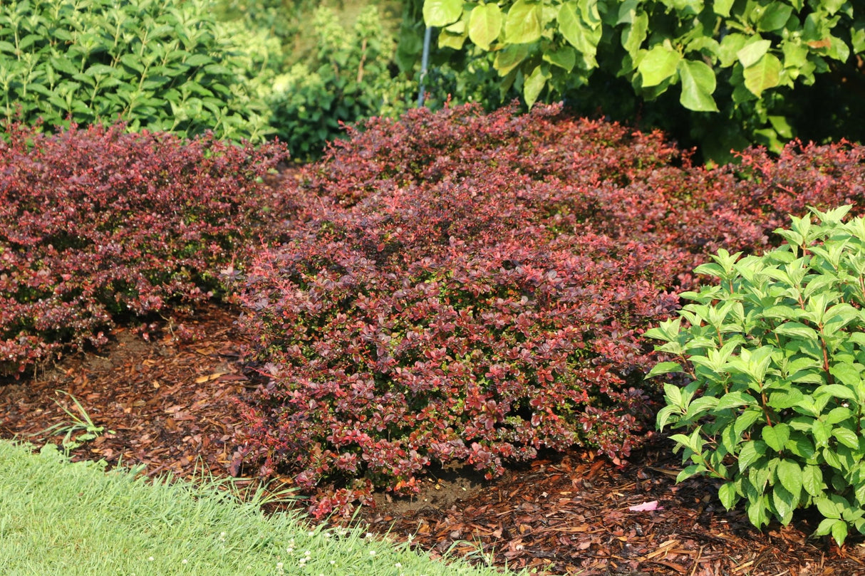 Sunjoy Really Red® Barberry