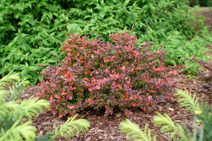 Sunjoy Really Red® Barberry