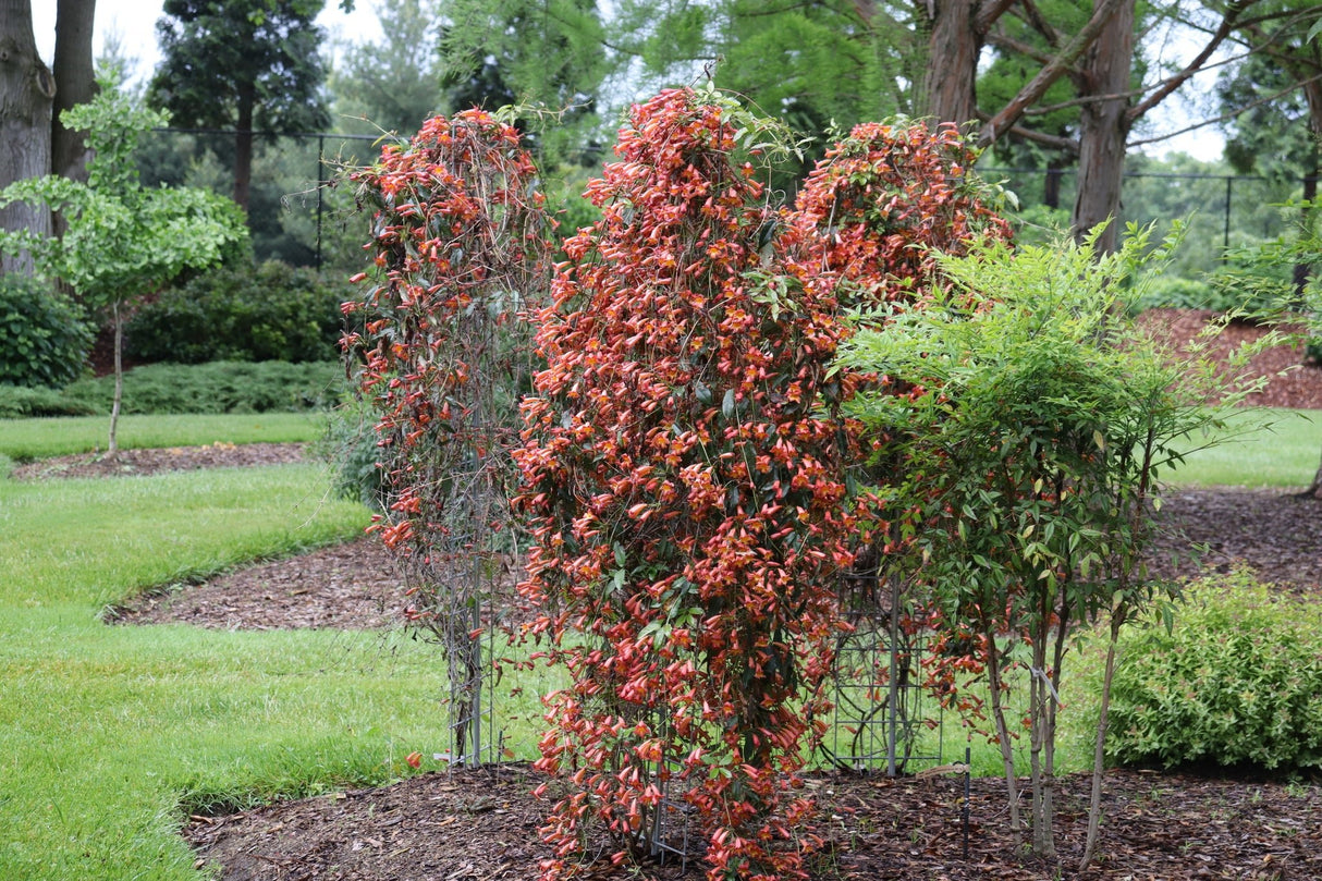 Dressed to Thrill® Crossvine (Bignonia capreolata 'SMNBFW') shrub detail, image 6 of 8.