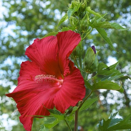 Proven Winners Blackberry Merlot Rose Mallow (Hibiscus 'Blackberry Merlot', PP#33,498). Features massive, deep wine-red flowers with a red eye, blooming late summer on a strong plant.