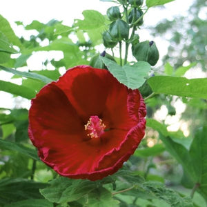Blackberry Merlot Hibiscus is a deer resistant, long-blooming shrub with an upright, vigorous habit. This Rose Mallow provides stunning, bold color for weeks.