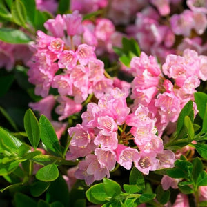 Bloombux® Blush Rhododendron