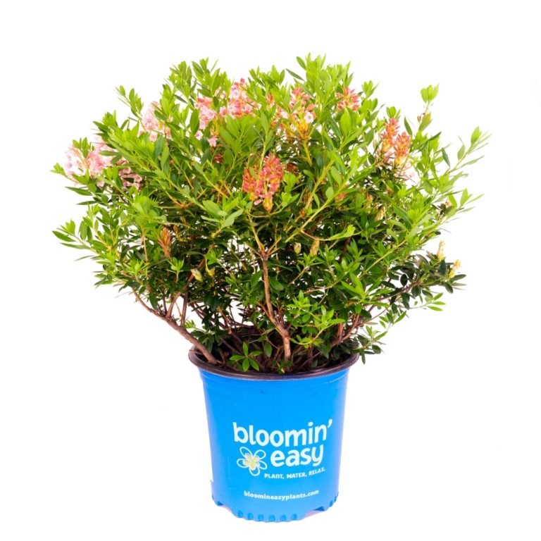 Bloombux® Magenta Rhododendron (Rhododendron 'Microhirs9'), a shrub featuring rounded form.